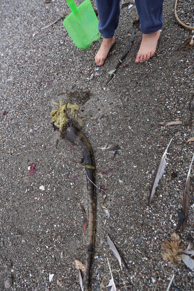 Child Examines Kelp Washed Ashore on Sandy Beach
