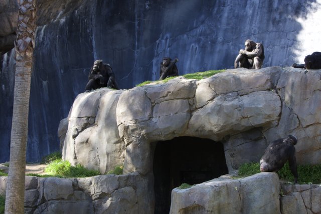 Chimp Chatting on Rocks