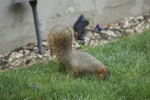 Fox Squirrel Foraging in Suburban Backyard Grass