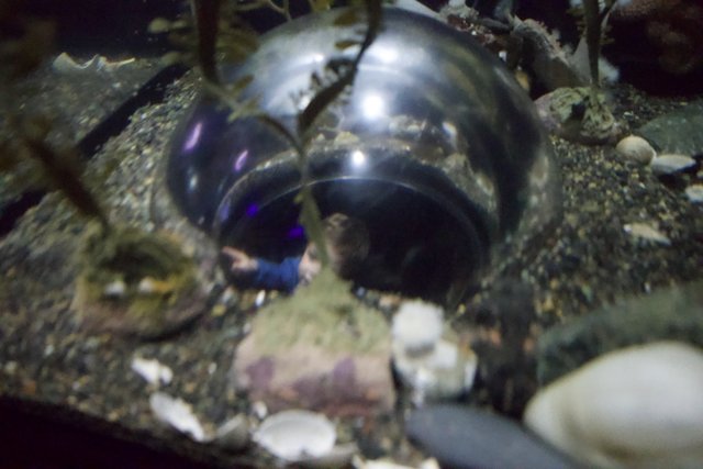 Fascination at the Aquarium: Sphere and Sea-Life