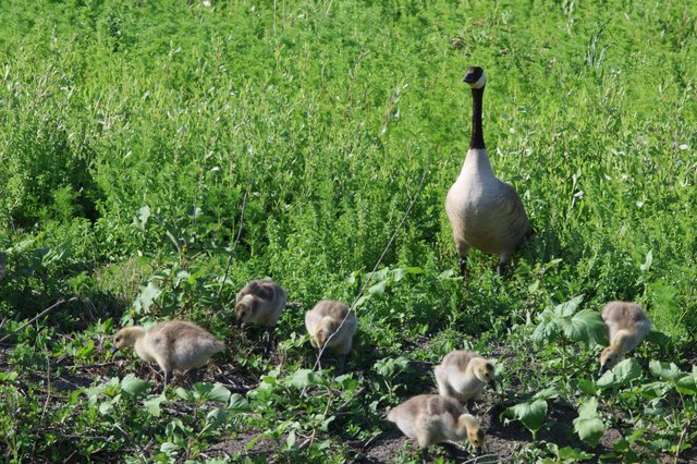Canada Goose Family Foraging in Wetland Grassland