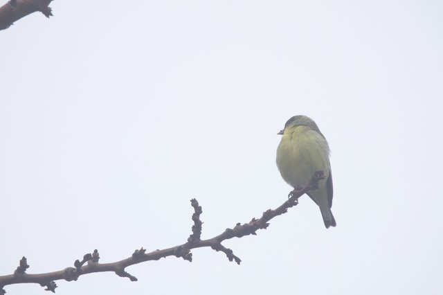 Yellow Finch Perched on Winter Branch