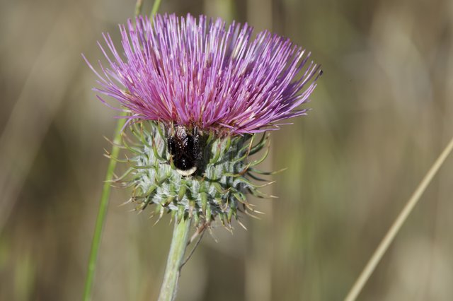 Bumblebee Foraging on Purple Thistle Bloom