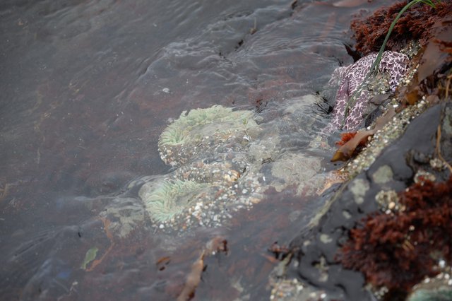 Sea Anemones and Starfish in Pacific Tide Pool