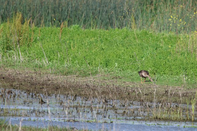 Wading Bird Foraging in Yolo Bypass Wetlands