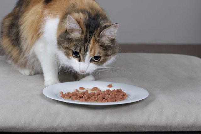 Hungry Manx Cat Enjoys a Meal on a Plate