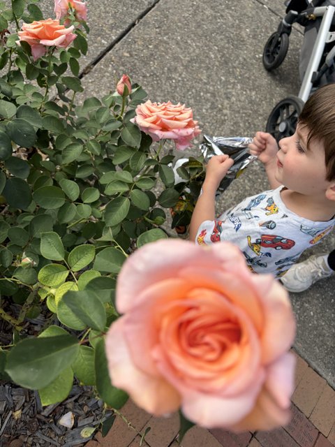 The Wonder of Roses