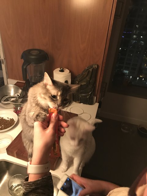Feeding Feline Friend