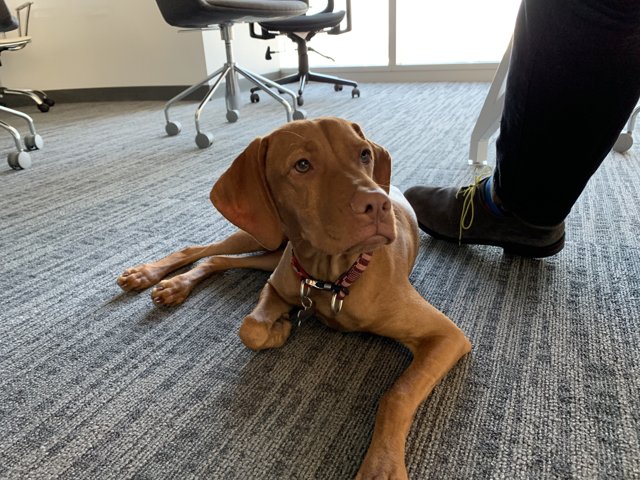 Office Pup