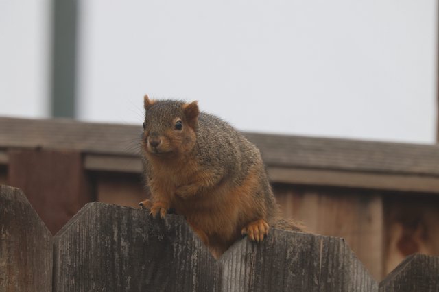 Curious Squirrel Perched on Weathered Wooden Fence