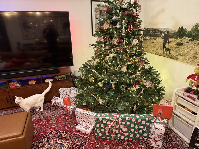White Cat Exploring Christmas Morning Living Room