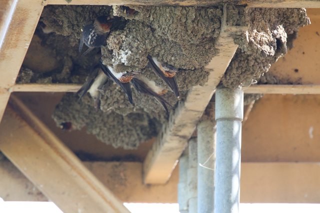 Cliff Swallows Nesting in Mud Structures Under Eaves