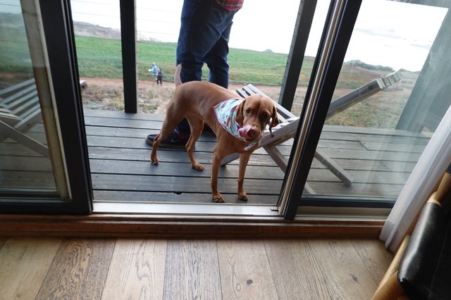 Dog Steps Through Open Glass Door