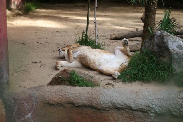 Lazy Lion