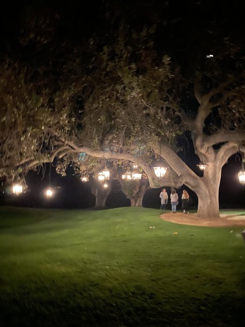 Night Walk Among the Trees
