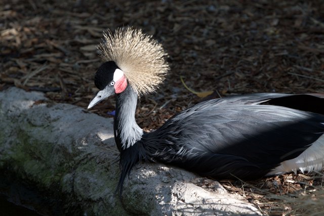 Mohawked Crane Bird relaxing on a log