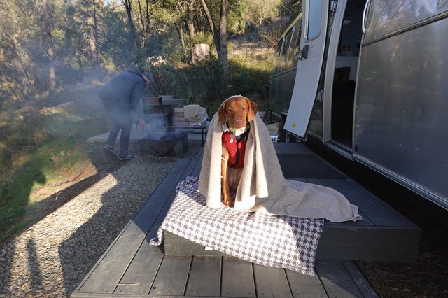 Dog Wrapped in Blanket at RV Campsite