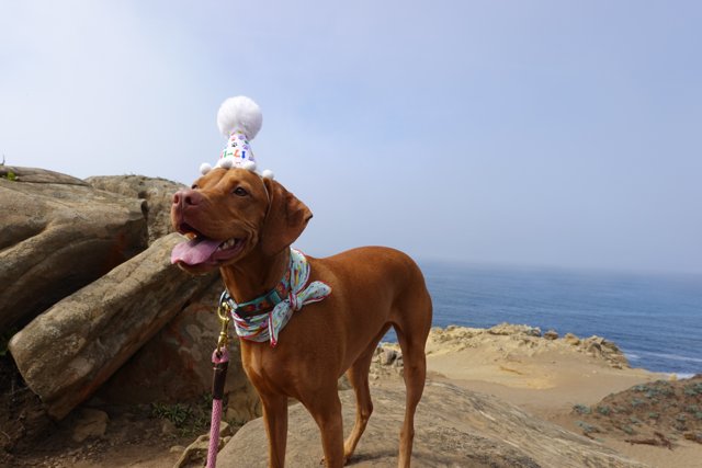 Birthday Dog on Rock