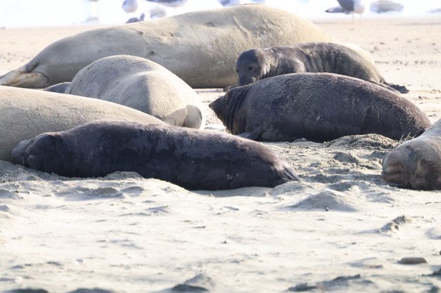 Elephant Seals Resting on Sandy Beach at Drakes Beach