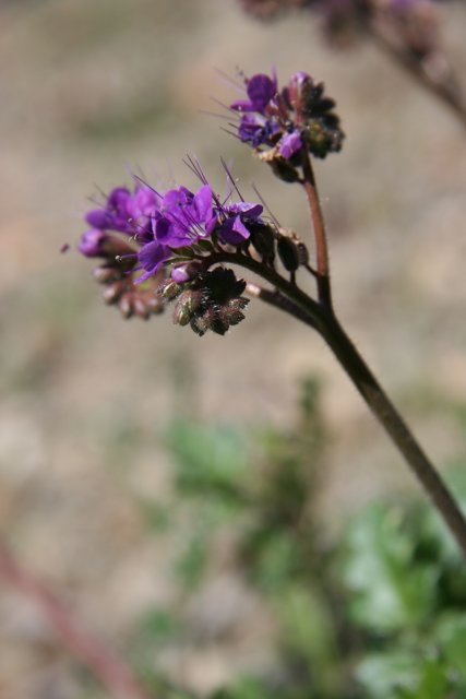 Purple Geranium Blossoms Among Other Wildflowers