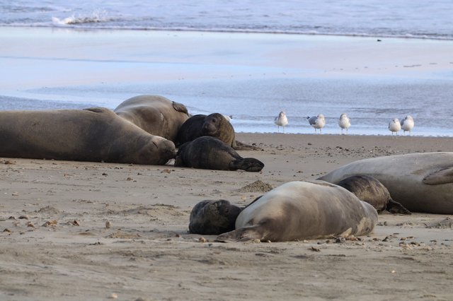 Elephant Seal Colony Resting on Drakes Beach
