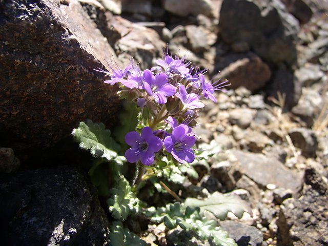 Purple Geranium Blossoming amidst Rocky Terrain