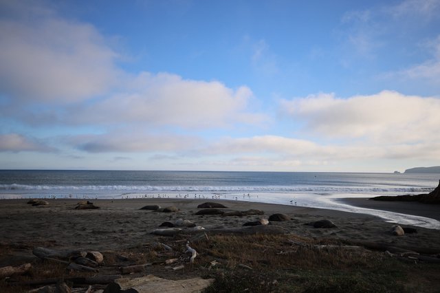 Elephant Seals Resting on Drakes Beach at Dusk