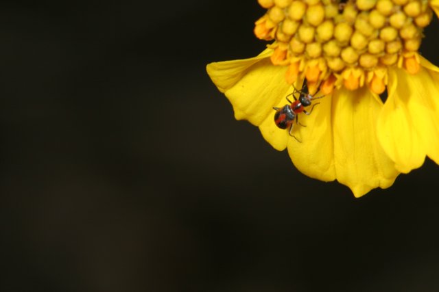 Busy Bee on a Yellow Flower