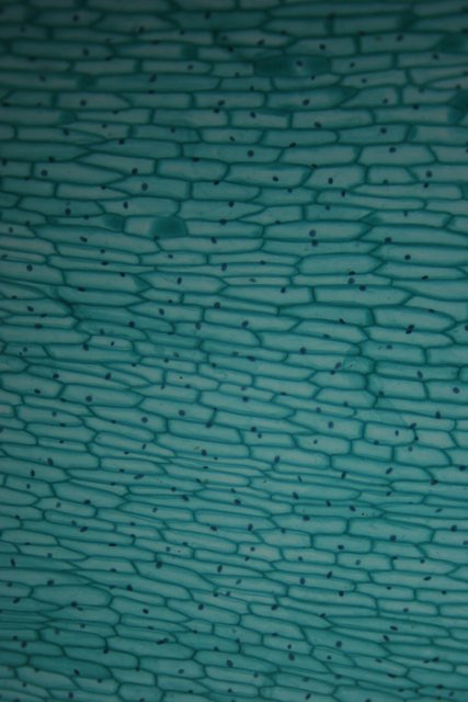 Turquoise Texture of a Cell Wall