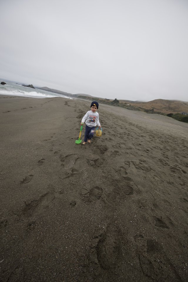 Little Explorer Walks the Misty California Coastline