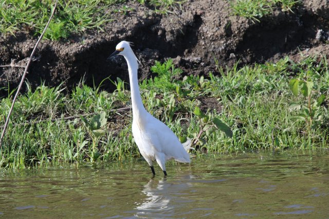 Snowy Egret Wading in Yolo Bypass Wetlands