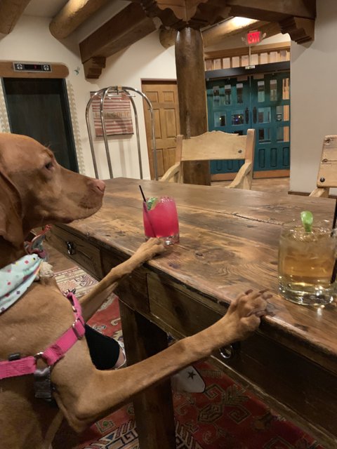 Dog's Night Out