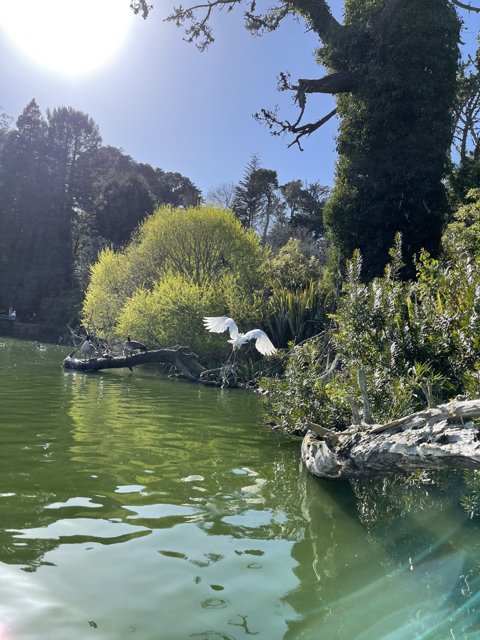Serenity in Stow Lake