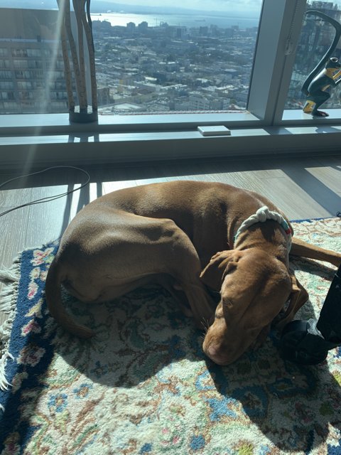 City Pup Enjoys a Sunny Day Indoors