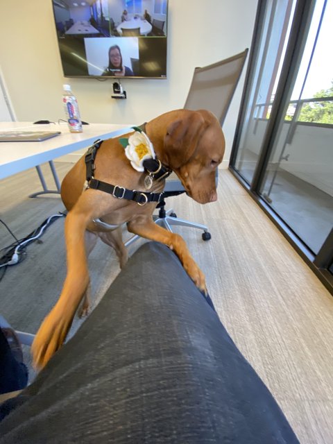 Canine Companion in the Office