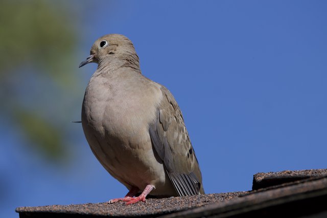 Eurasian Collared-Dove Perched on Suburban Rooftop