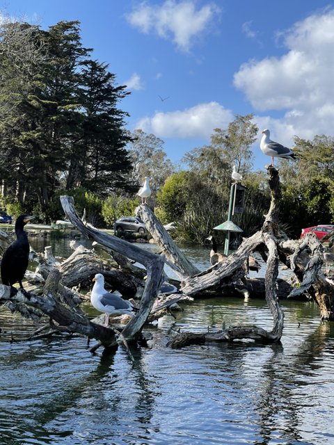 Birds on a Tree Branch in Stow Lake