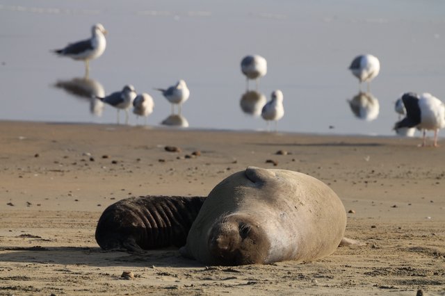 Elephant Seal Pup Resting on Drakes Beach