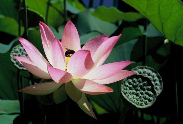 Pink Lotus Blossom with Bee