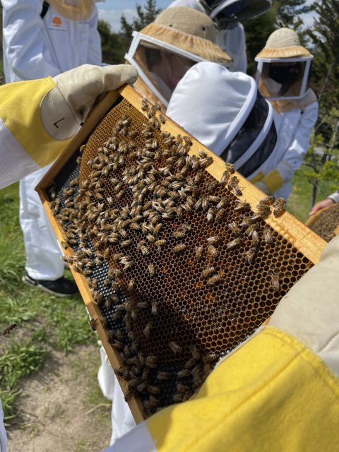 Beekeeper holding a frame of buzzing bees