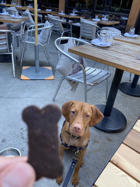 Treat Time at the Restaurant