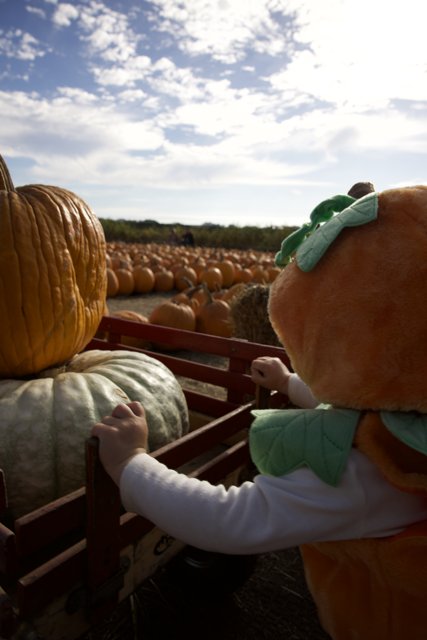 Pumpkin Harvest Adventure, 2023