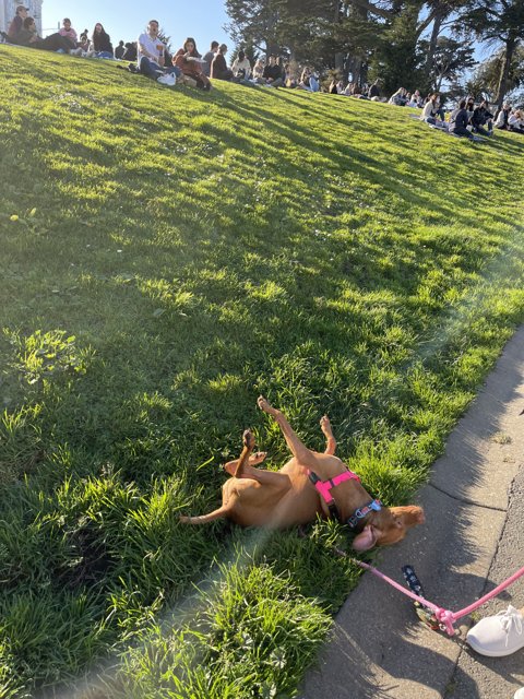 Relaxing at Alamo Square