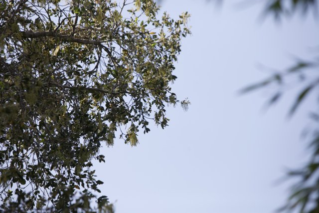 Flight Above the Tree