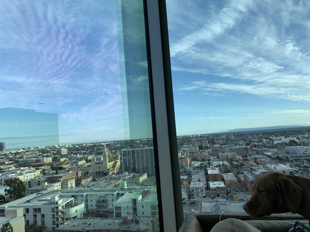 City Mutt on High Rise Window Ledge