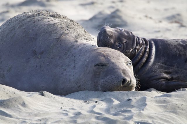 Elephant Seal Mother and Pup Resting on Sandy Beach