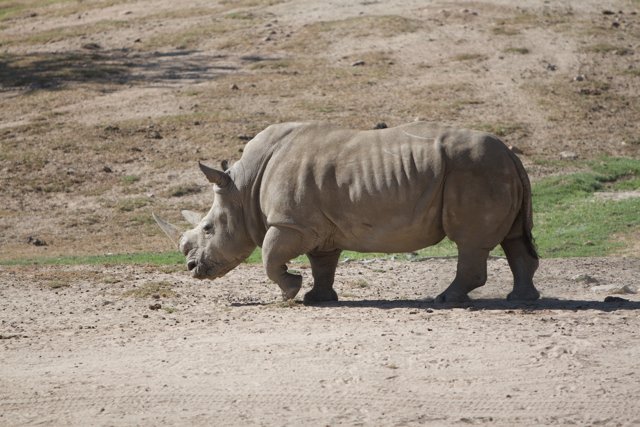 Majestic Rhino on the Move