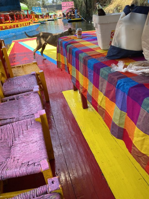 Colorful Tablecloth and Curious Cat