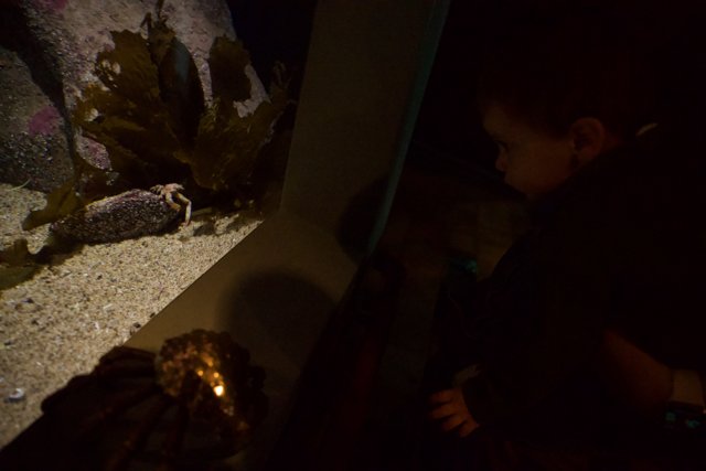 Childhood Wonder at Monterey Bay Aquarium