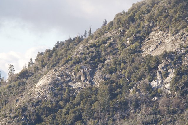 Rocky Mountain Slope with Mixed Forest Cover